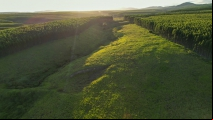 Veracel e Biomas anunciam projeto de restauração de florestas nativas